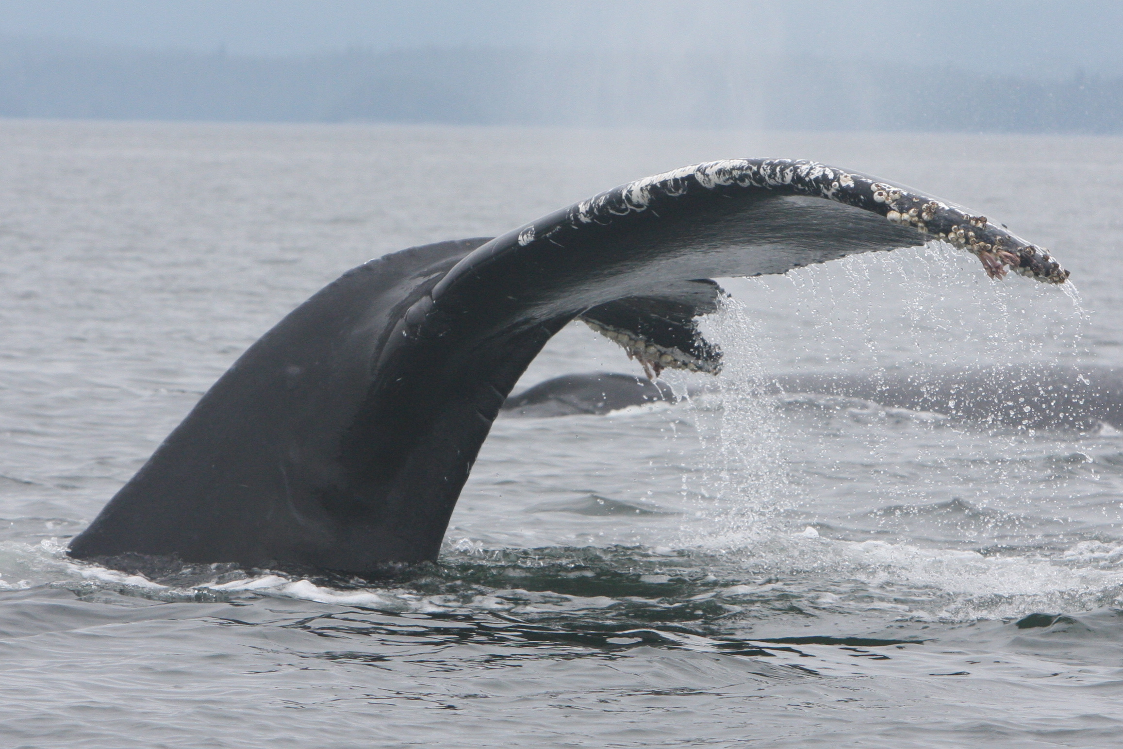 Humpback whale tailstock, with scarring indicative of a previous entanglement (photo: Jared Towers, MERS)
