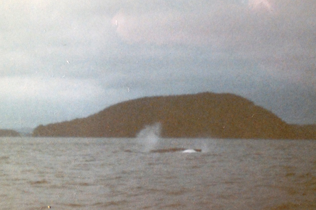 1980s humpback