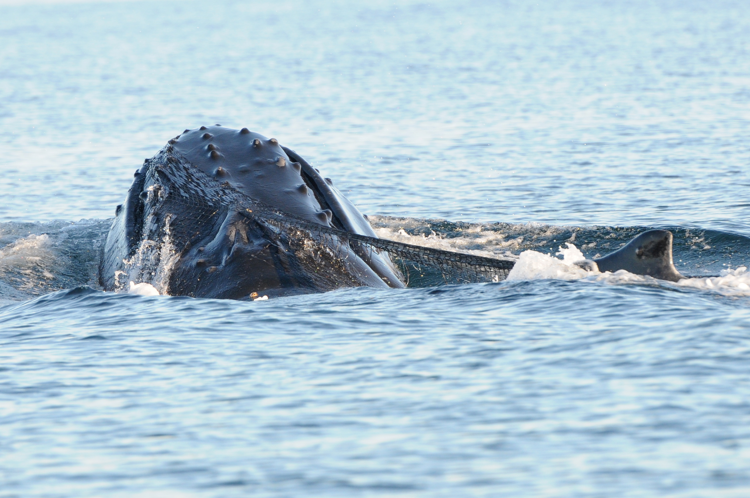 Humpback whale "Cutter", entangled in fishing gear off northern Vancouver Island (Photo by Christie McMillan, MERS)