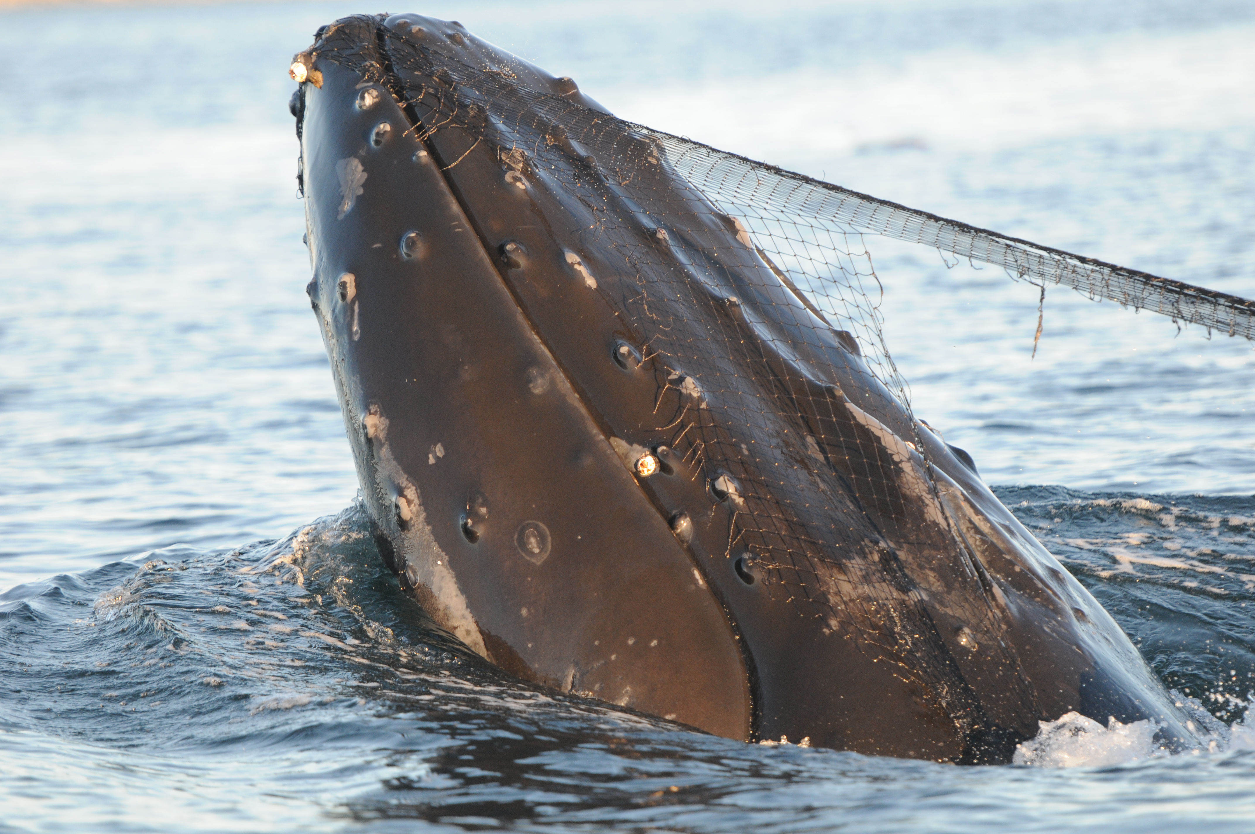 The net on Cutter's head was attached by barnacles and tubercles on his lower jaw.   (Photo by Christie McMillan, MERS)
