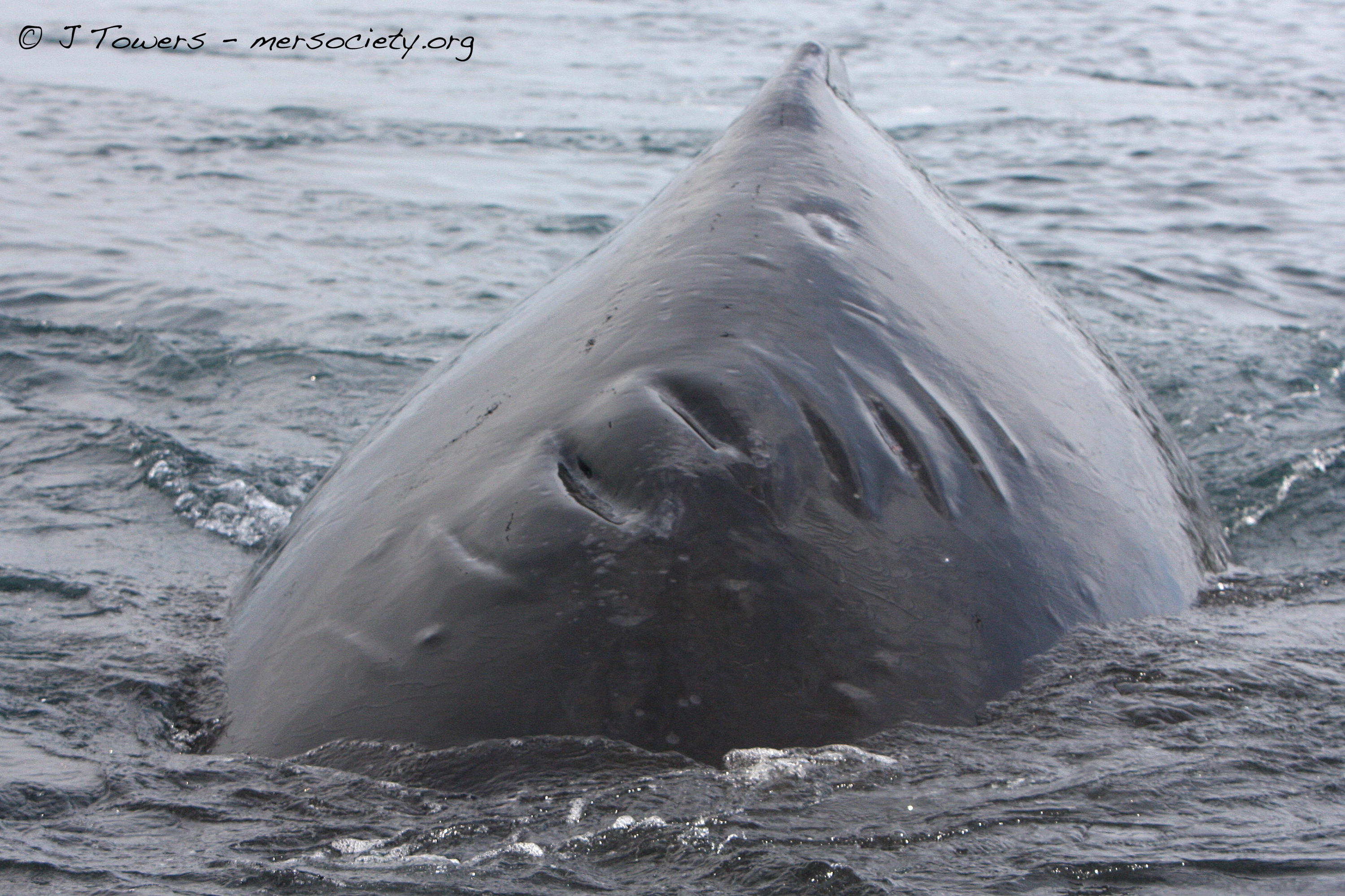 Humpback whale "Slash" (BCY0177), an adult female who has had at least two calves, with scars from a collision with a large vessel. (Photo by J. Towers, MERS)