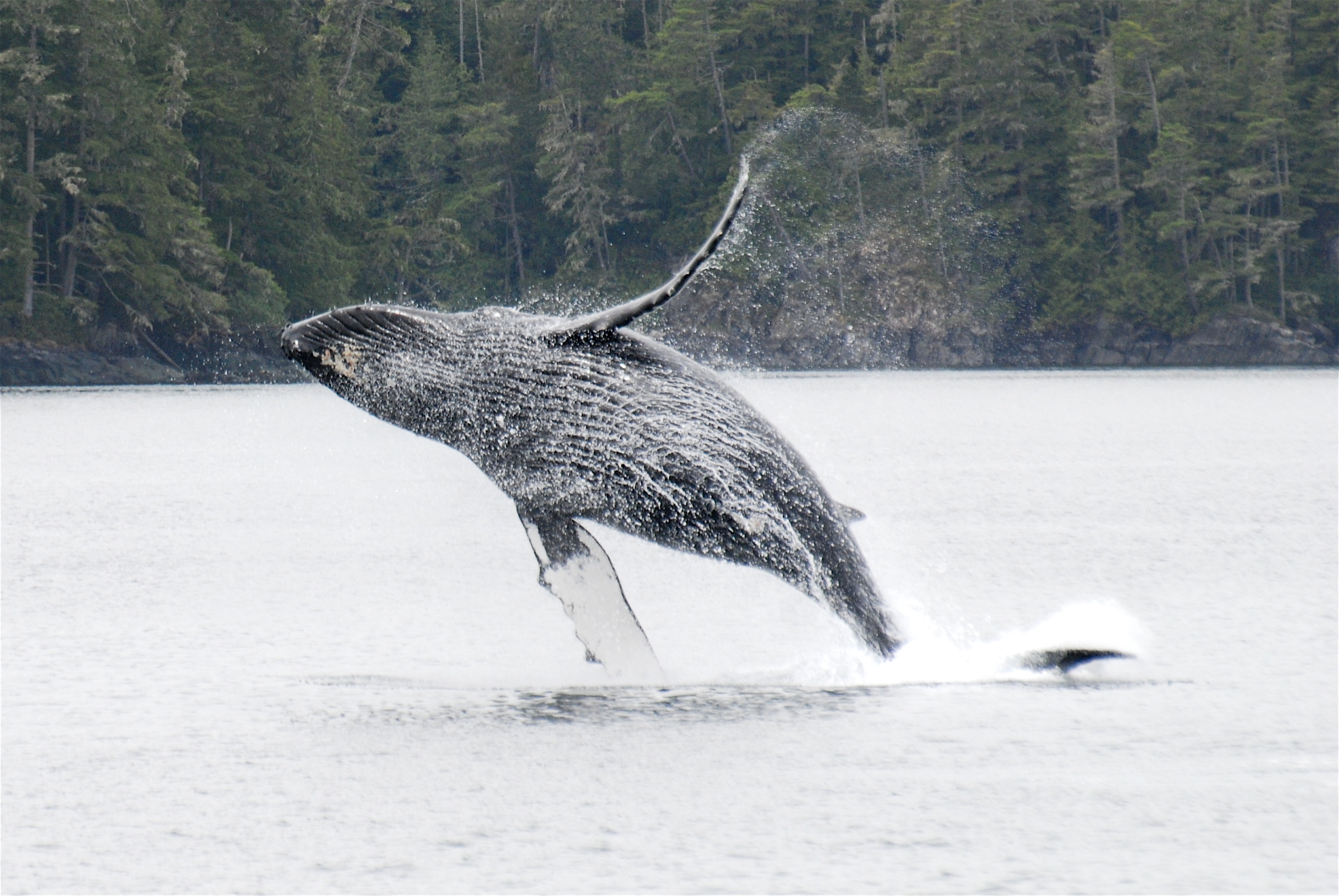 12-year-old humpback whale "KC" (BCY0291), breaching.  KC was first documented by MERS research off northern Vancouver Island when he was a calf in 2002, and has returned every year since then. (Photo by Christie McMillan, MERS)