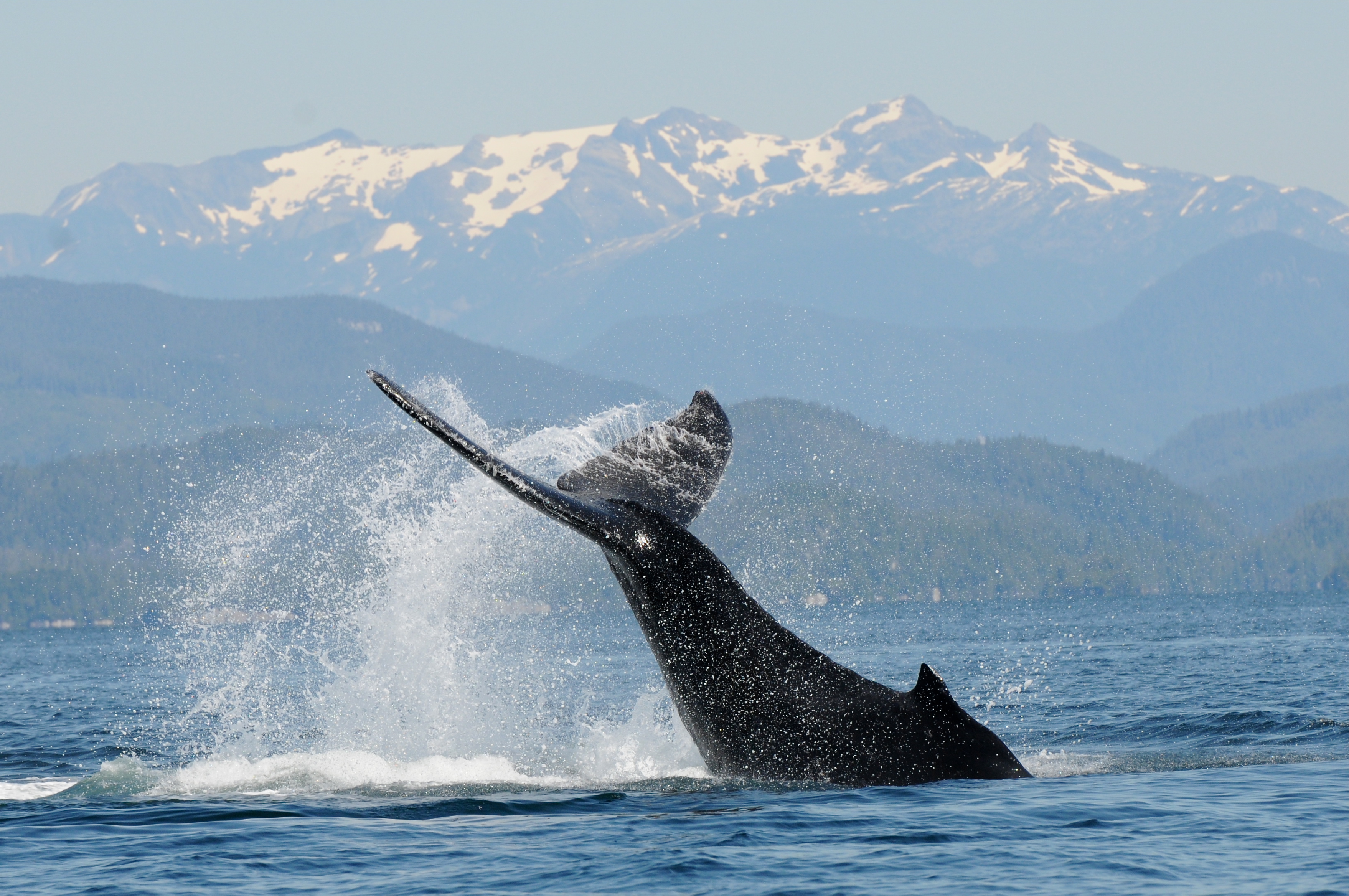 Humpback whale "Black Pearl", known to MERS since 2012, tailslapping off northern Vancouver Island (Photo by Christie McMillan, MERS)