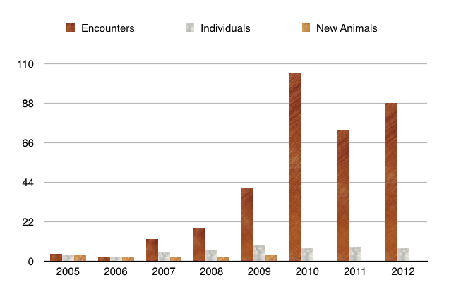 The number of encounters with minke whales, the number of individuals photo-identified and the number of new animals each year from 2005 to 2012 in the northern Vancouver Island area. 