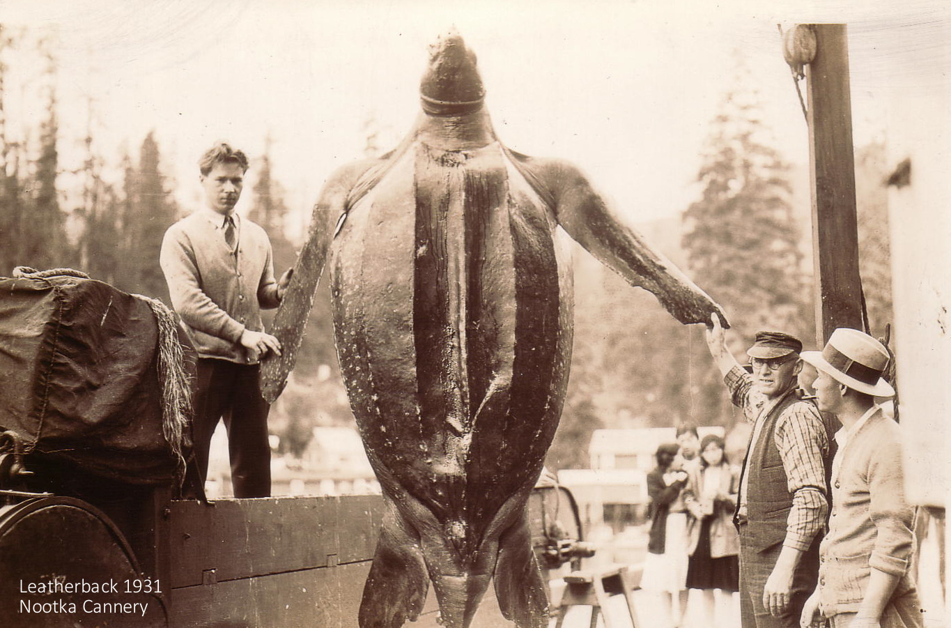 Unfortunate Leatherback Turtle at Nootka Packers. 1931. Click to enlarge. 