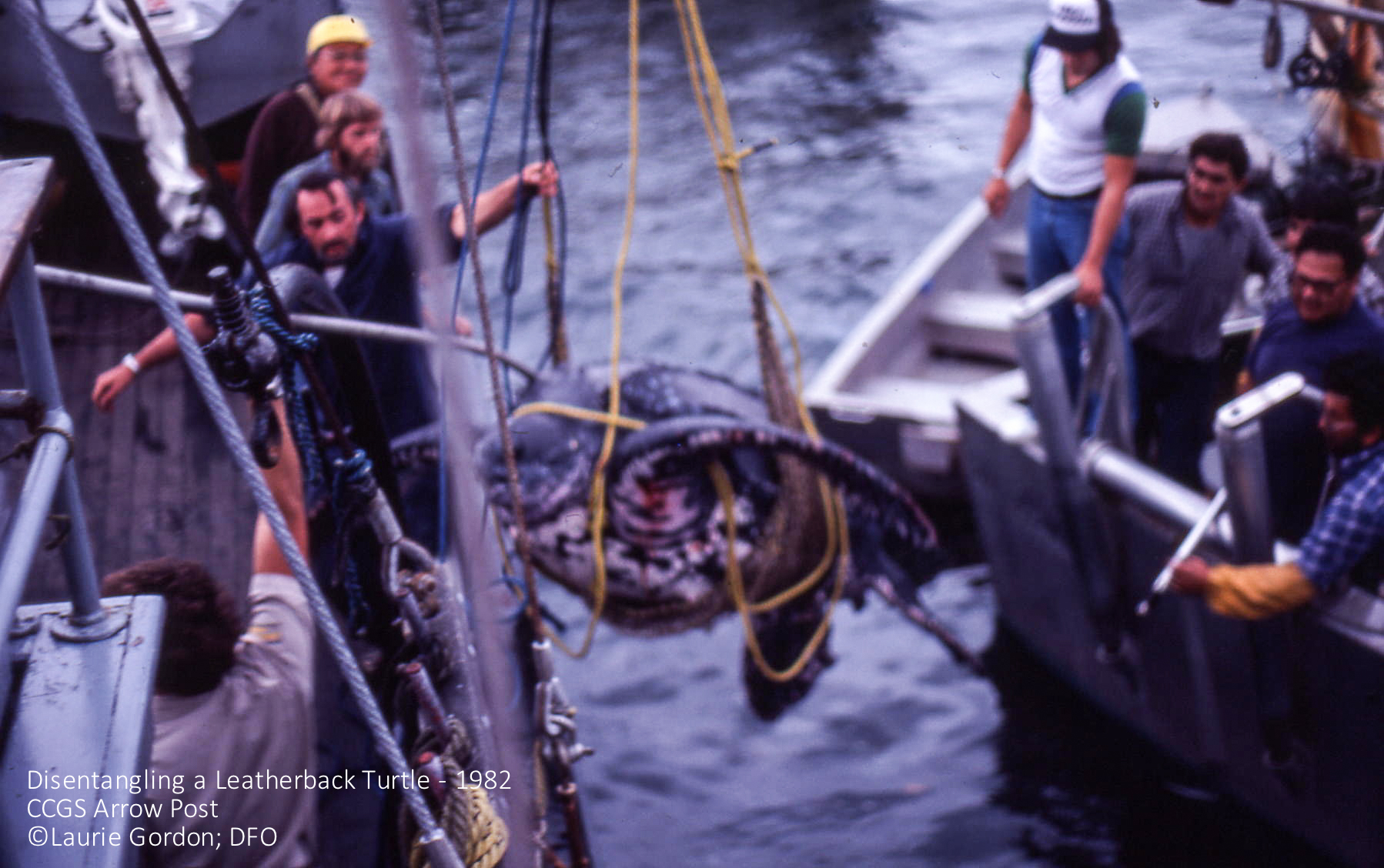 Leatherback being saved from entanglement by Canada's Coast Guard in 1982 (Arrow Post). Photo: ©Laurie Gordon, DFO. Click to enlarge. 