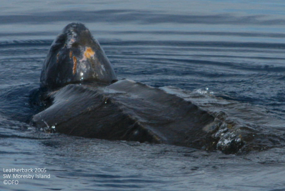 Each Leatherback has a unique pink path on the top of their heads that allows them to be identified as individuals. Photo @DFO - 2005, SW Moresby Island. 