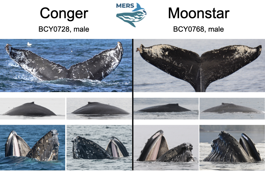 identifying whales