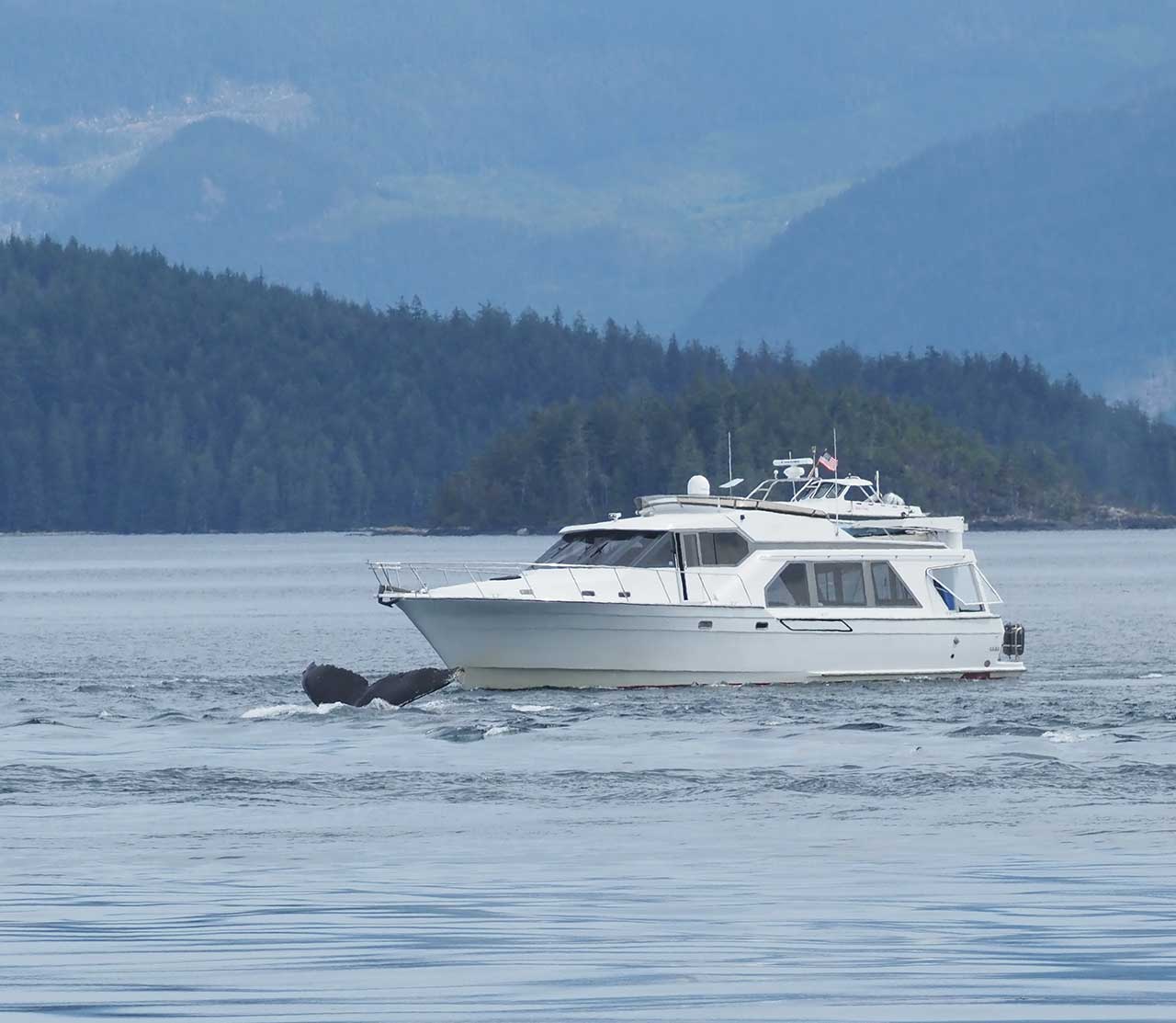 mers marine education research society boat too close to whale