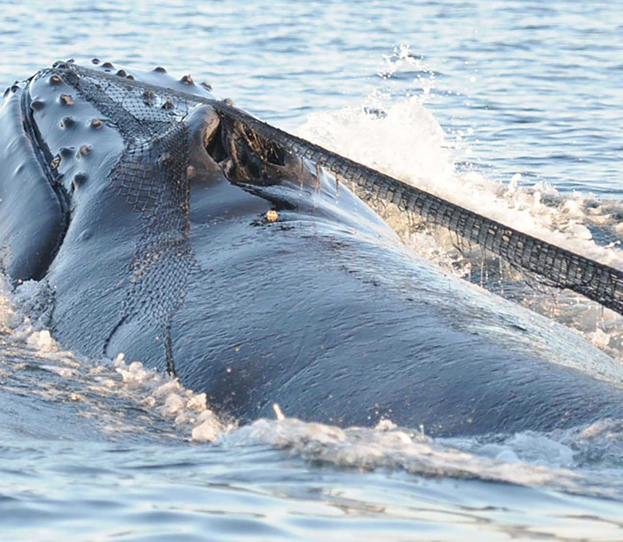 mers marine education research society entangled in net humpback whale cutter