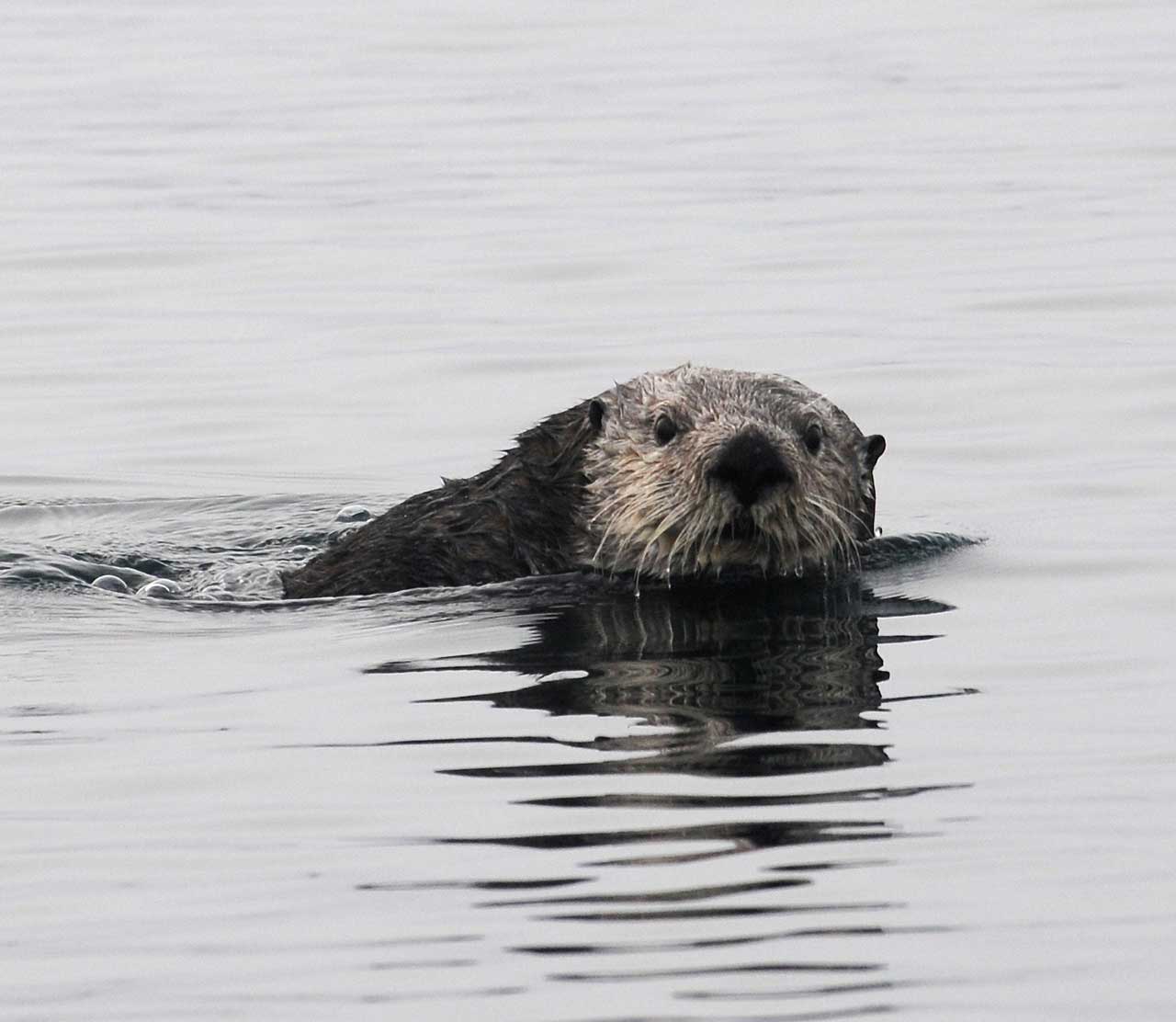 mers marine education research society happy otter in water