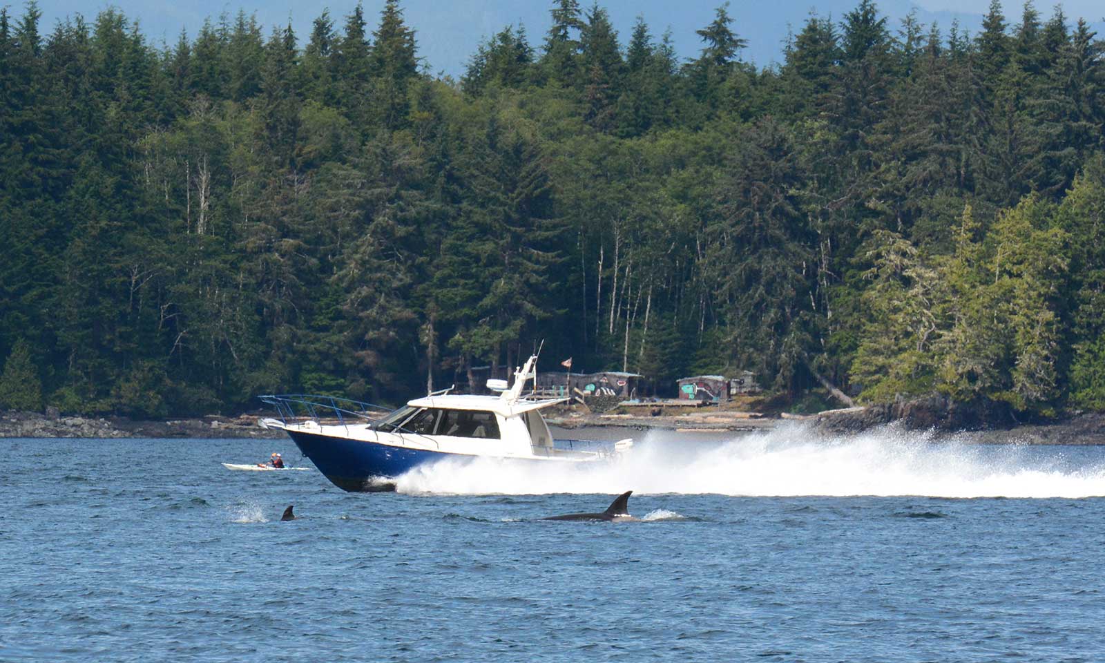mers marine education research society high speed boat too close to biggs killer whales