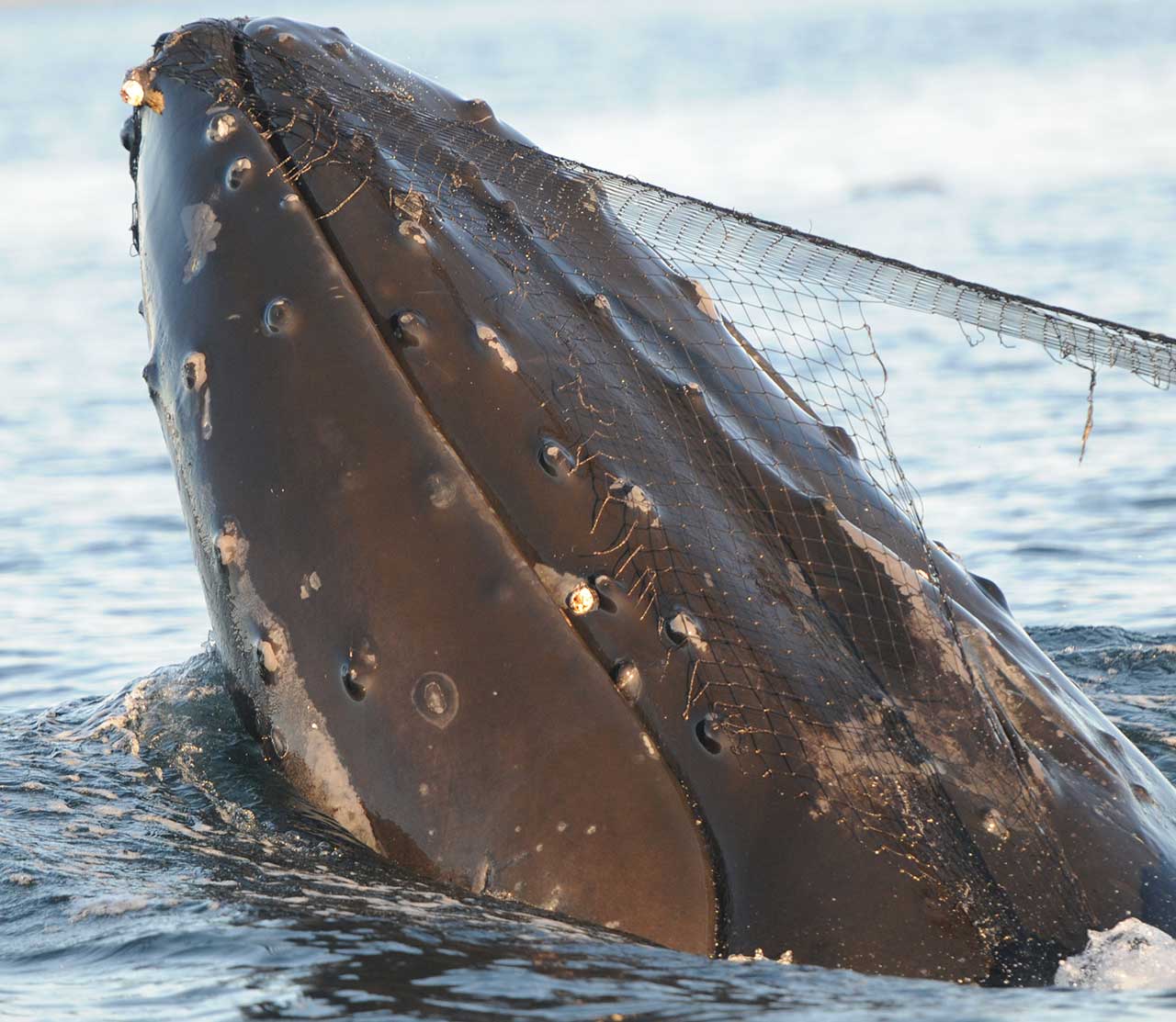 mers marine education research society humpback whale entangled in net