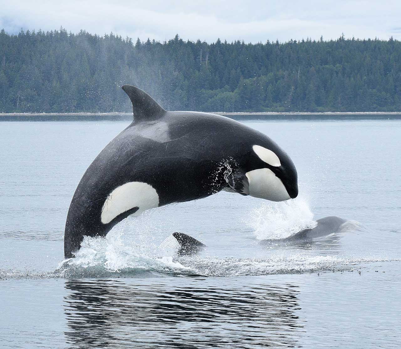 mers marine education research society killer whale breaching