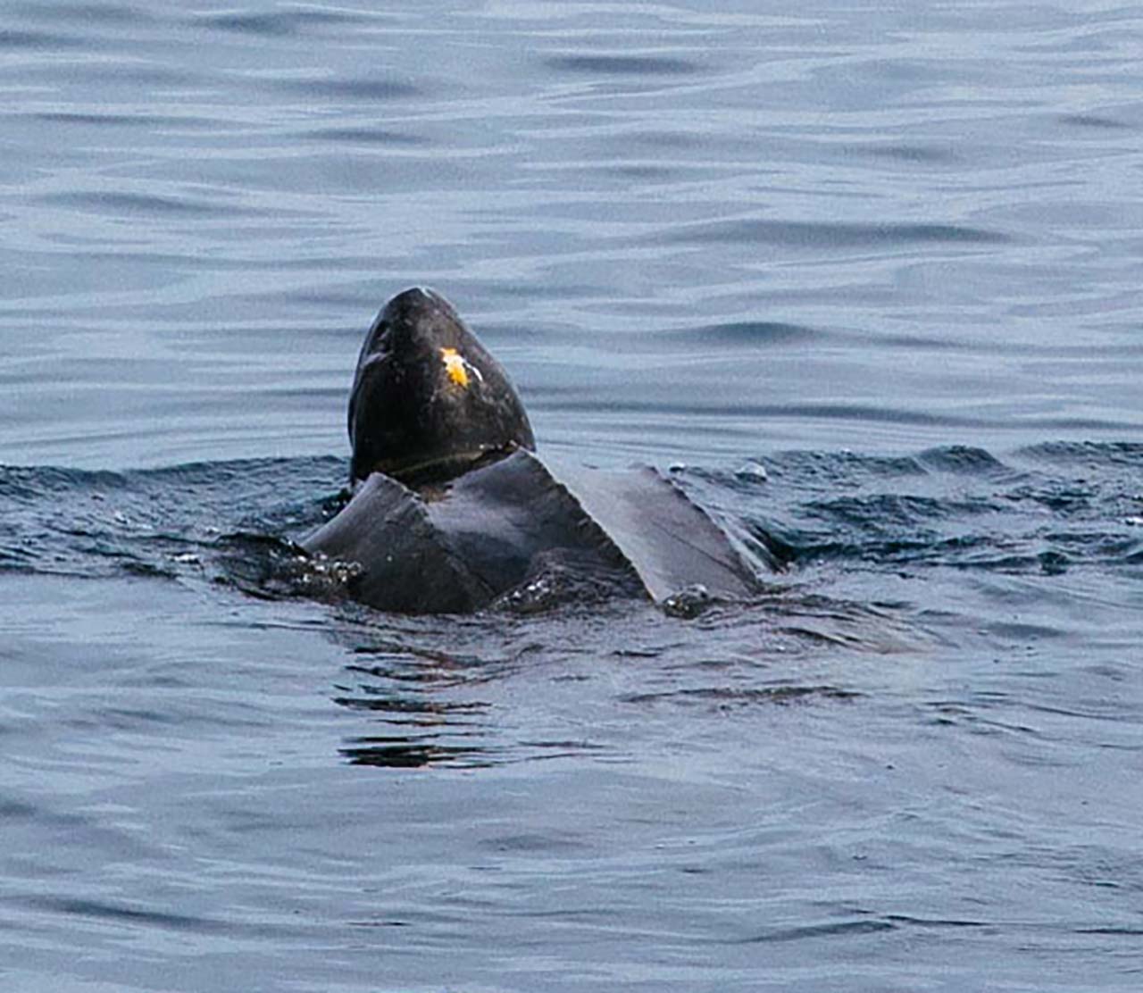 mers marine education research society leatherback turtle in bc