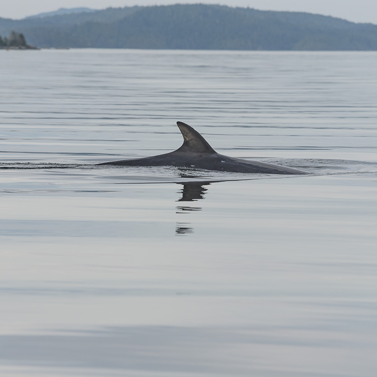 mers marine education research society minke whale just above the water
