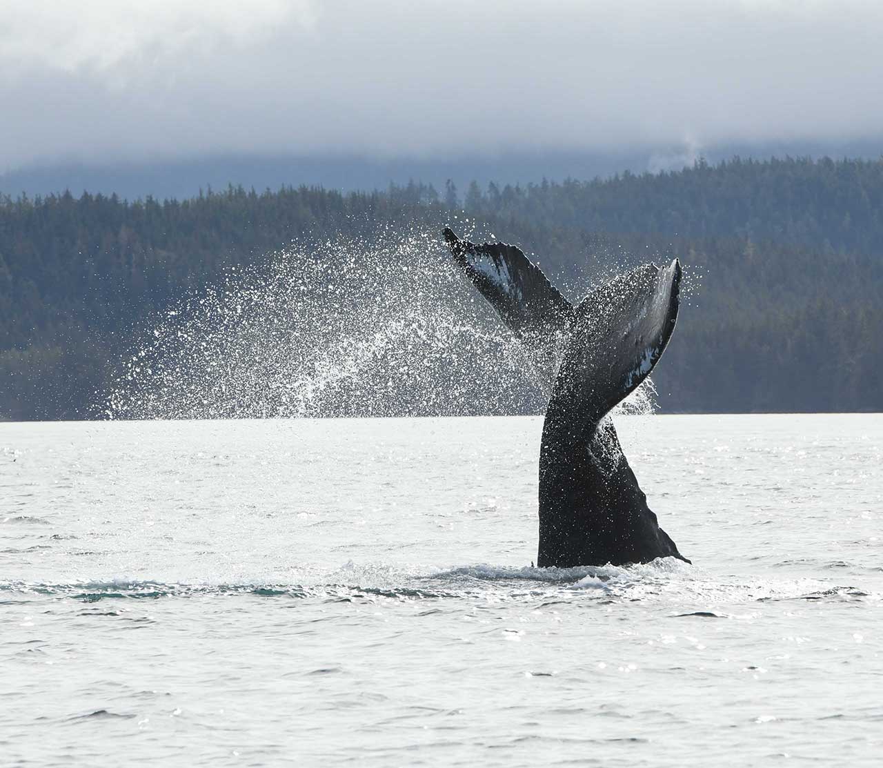mers marine education research society whale argonaut tail lobbing