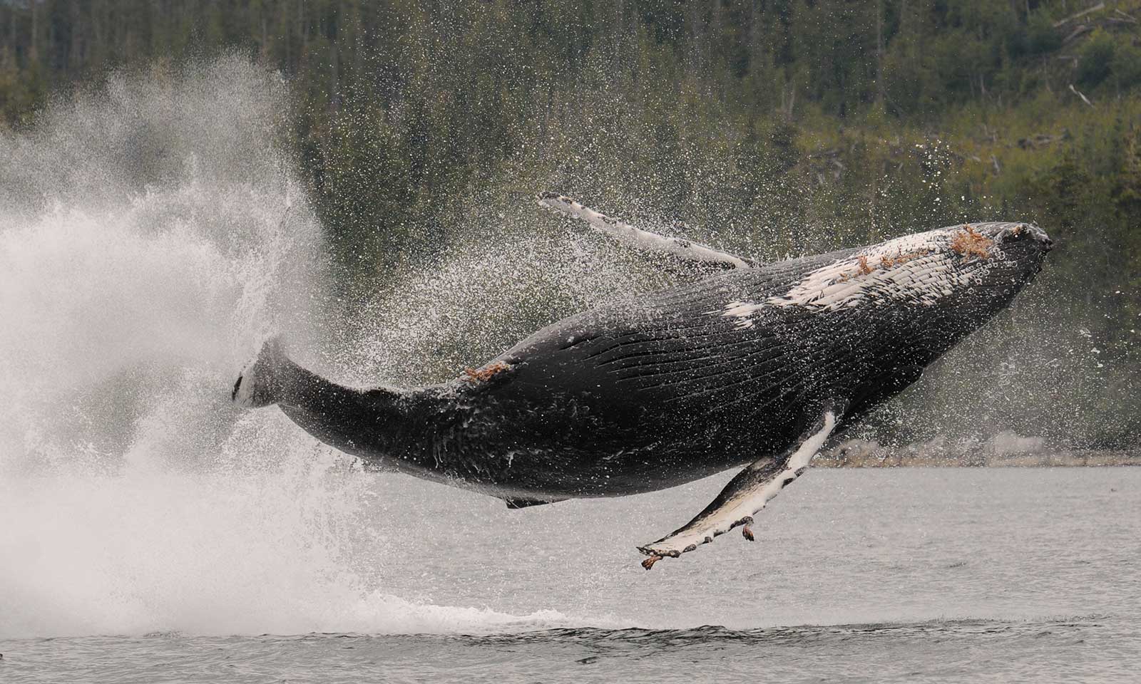 mers marine education research society whale fully above water splashing
