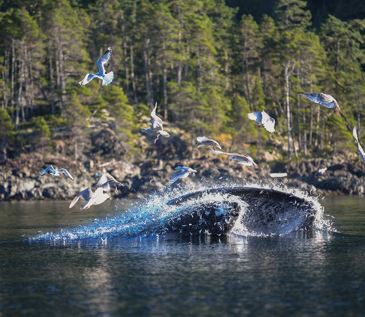 mers marine education research society whale jigger lunge feeding with seagulls above