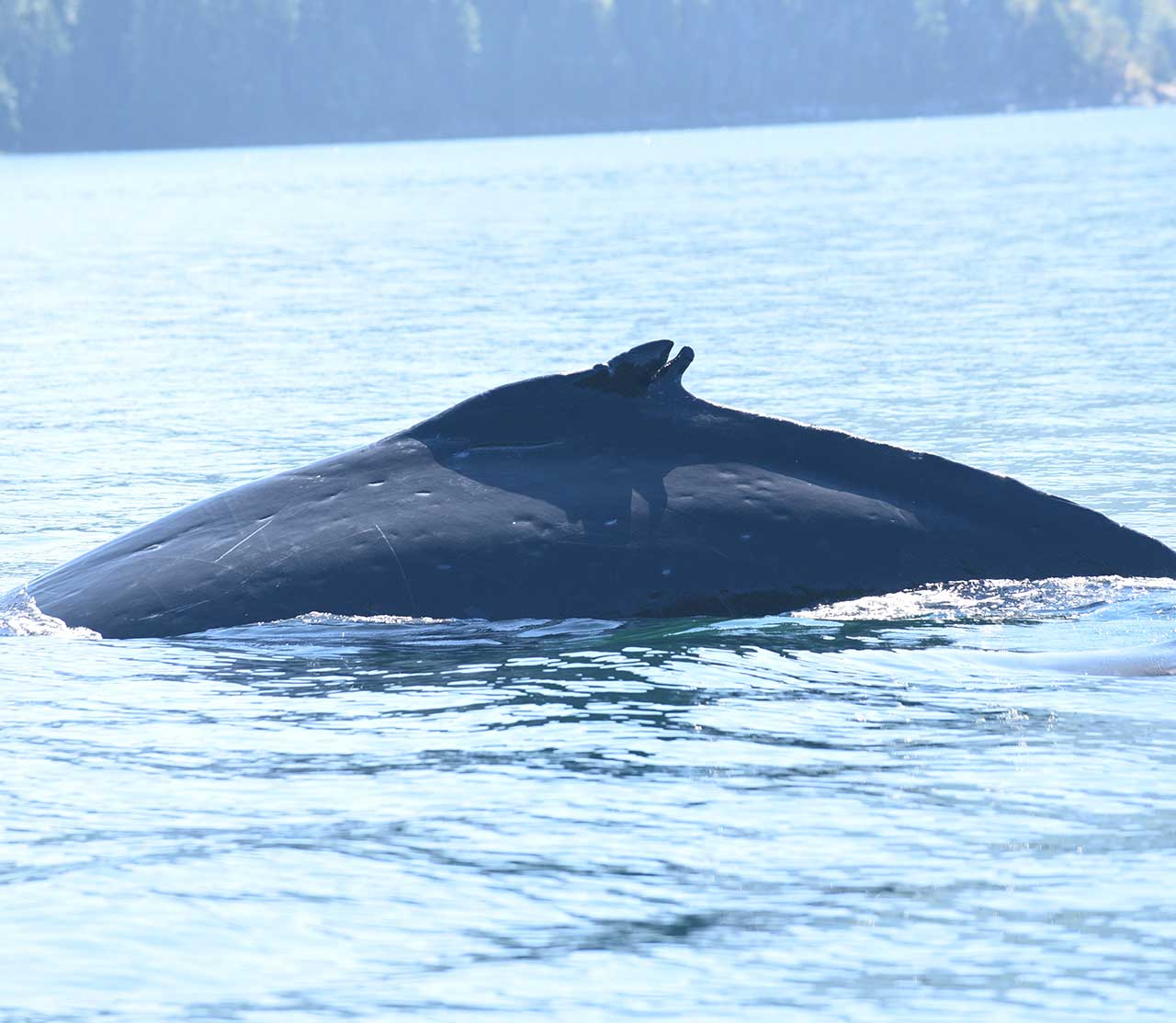 mers marine education research society whale kc out in water