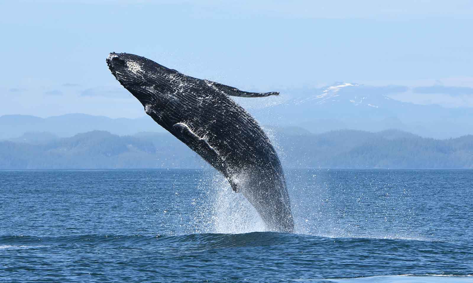 mers marine education research society whale mostly above water splashing