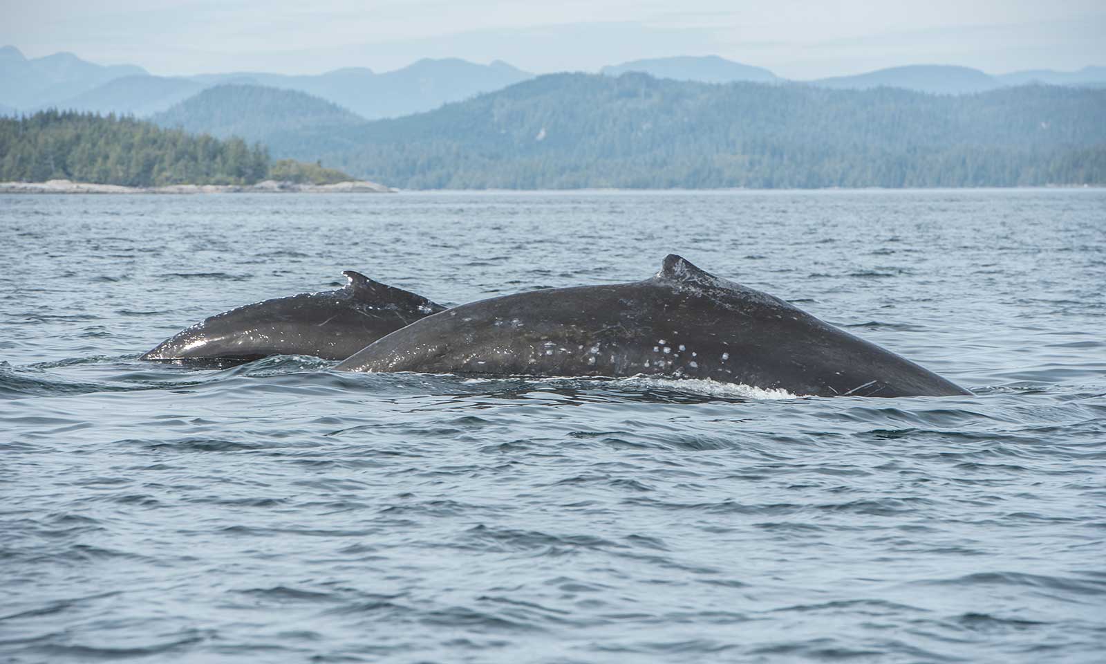 mers marine education research society whale nippy with her calf wide 