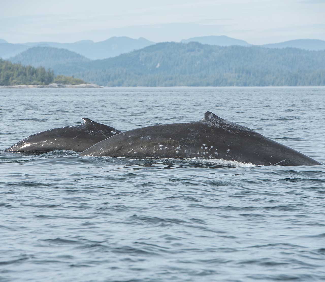 mers marine education research society whale nippy with her calf