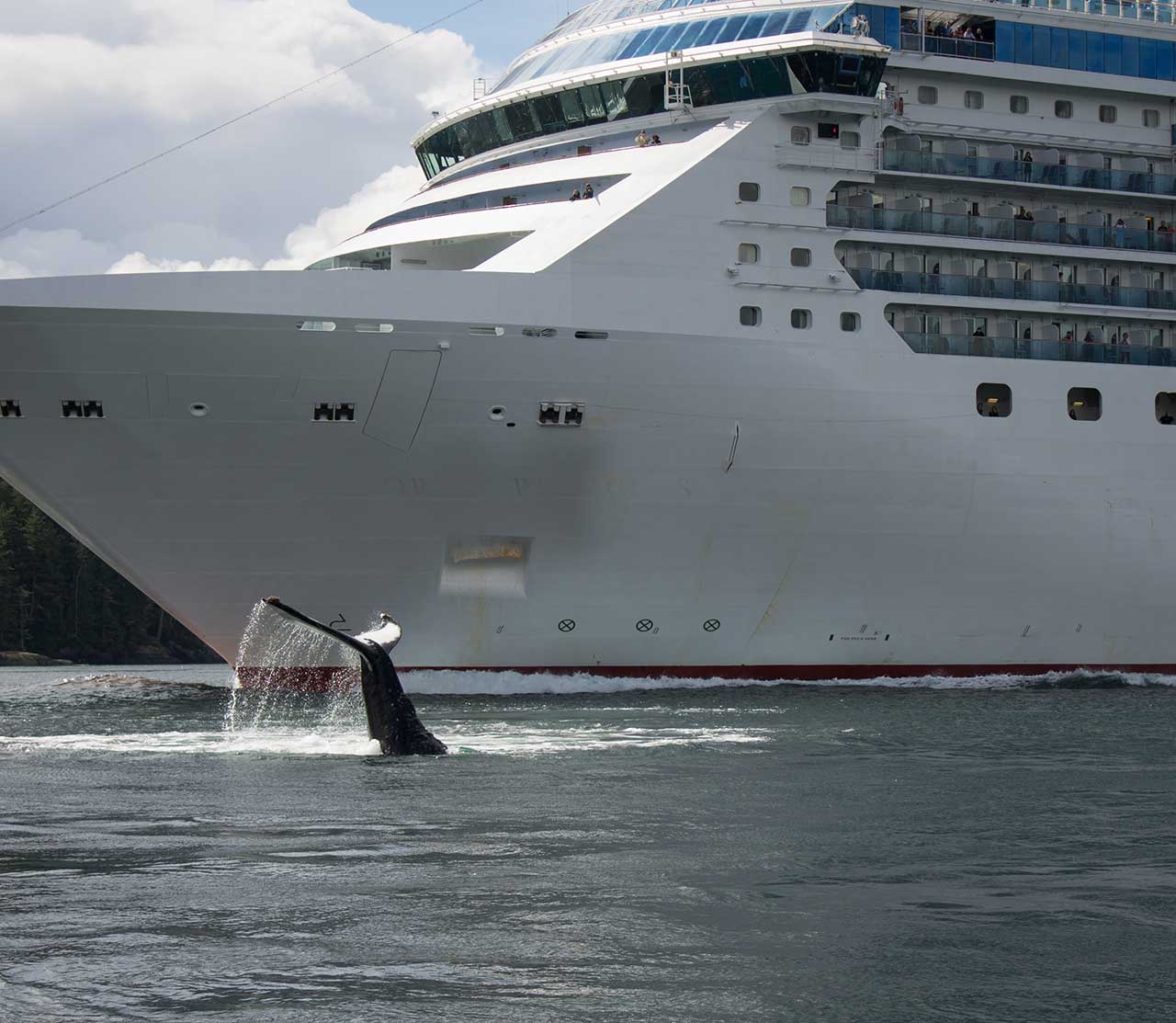 mers marine education research society whale tail above water near cruise ship