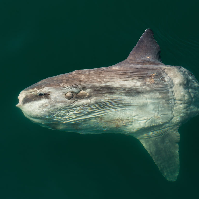 saltwater mola swimming in the ocean